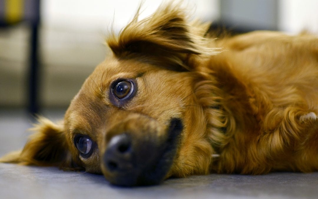 Decreasing Your Pet’s Stress and Anxiety Starts at Home