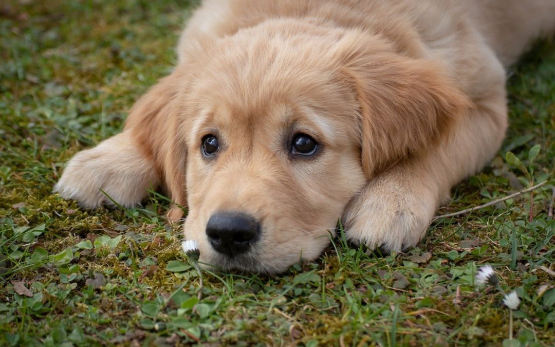 Signs That Your Pet May Have Allergies
