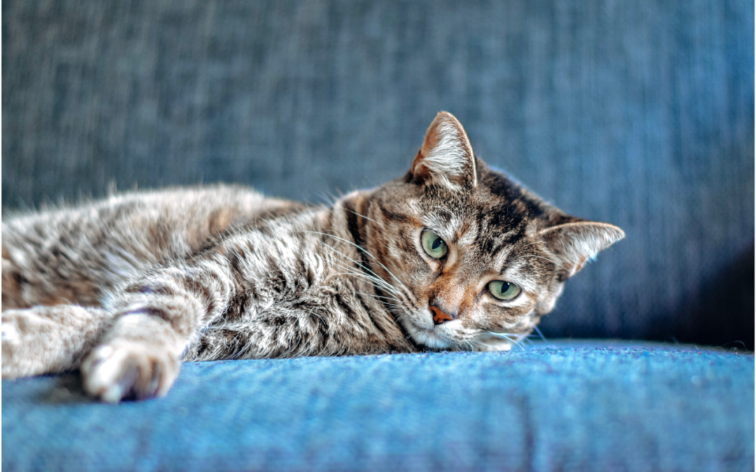 Learn About Hairball Prevention for Your Cat