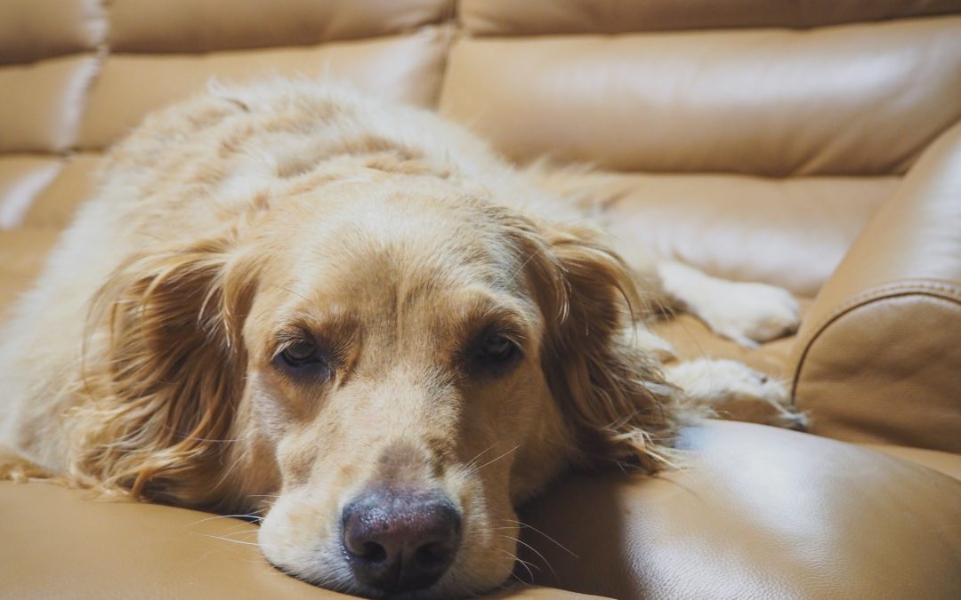 5 Signs Your Pet Is in Pain