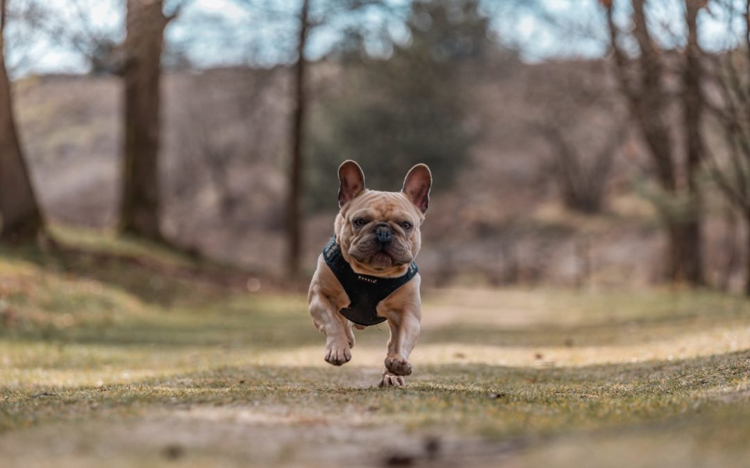 Tan french bulldog with harness walking through forest