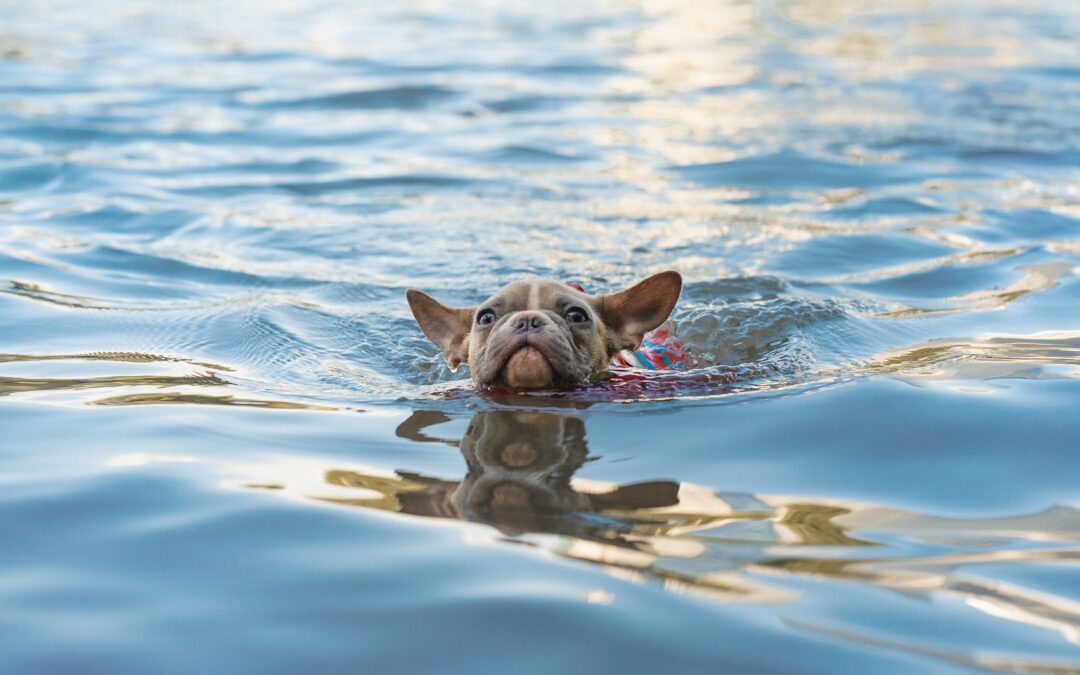 French bulldog going for a swim
