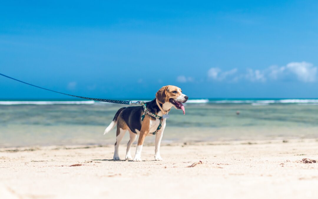 5 Vital Steps to Ensure Your Beloved Pet Stays Safe and Cool Throughout the Summer