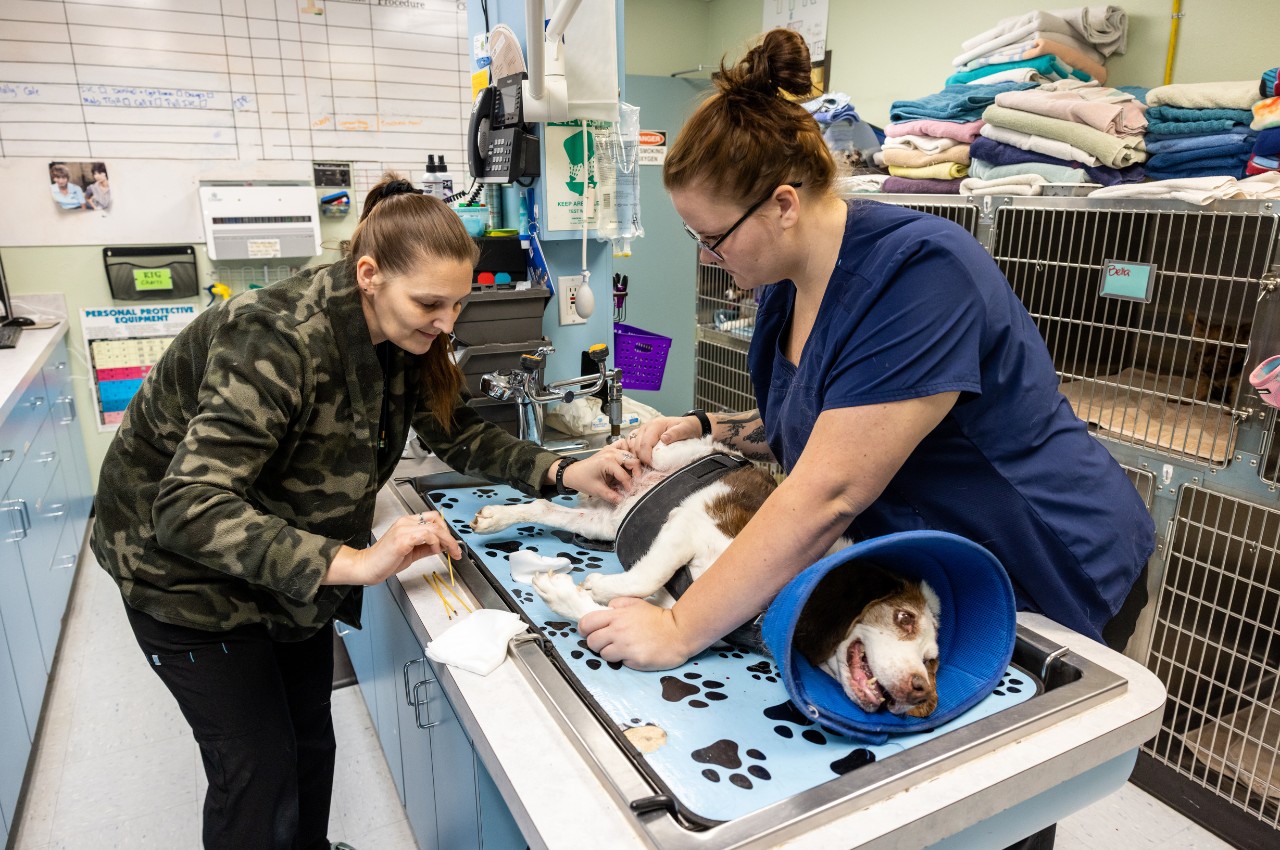 two veterinarians treating a dog in a clinic