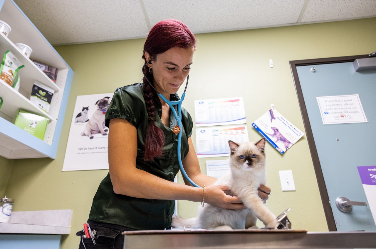 a vet staff examine a cat