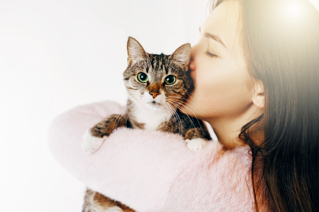 a vet staff examine a cat